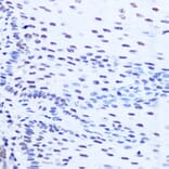 Immunohistochemistry - Anti-SFRS7/SRSF7 Antibody (A92720) - Antibodies.com