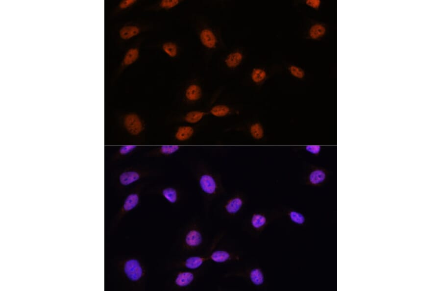 Immunofluorescence - Anti-SFRS7/SRSF7 Antibody (A92720) - Antibodies.com