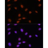 Immunofluorescence - Anti-SFRS7/SRSF7 Antibody (A92720) - Antibodies.com