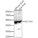 Western Blot - Anti-VGLUT1 Antibody (A92725) - Antibodies.com