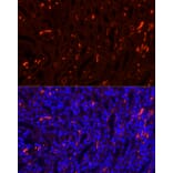 Immunofluorescence - Anti-Band 3/AE 1 Antibody (A92727) - Antibodies.com