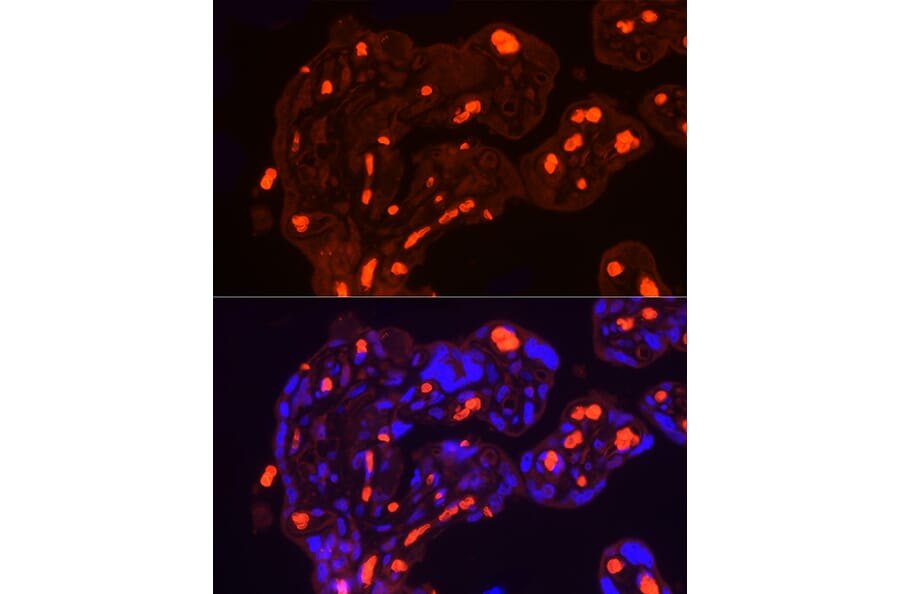 Immunofluorescence - Anti-Band 3/AE 1 Antibody (A92727) - Antibodies.com