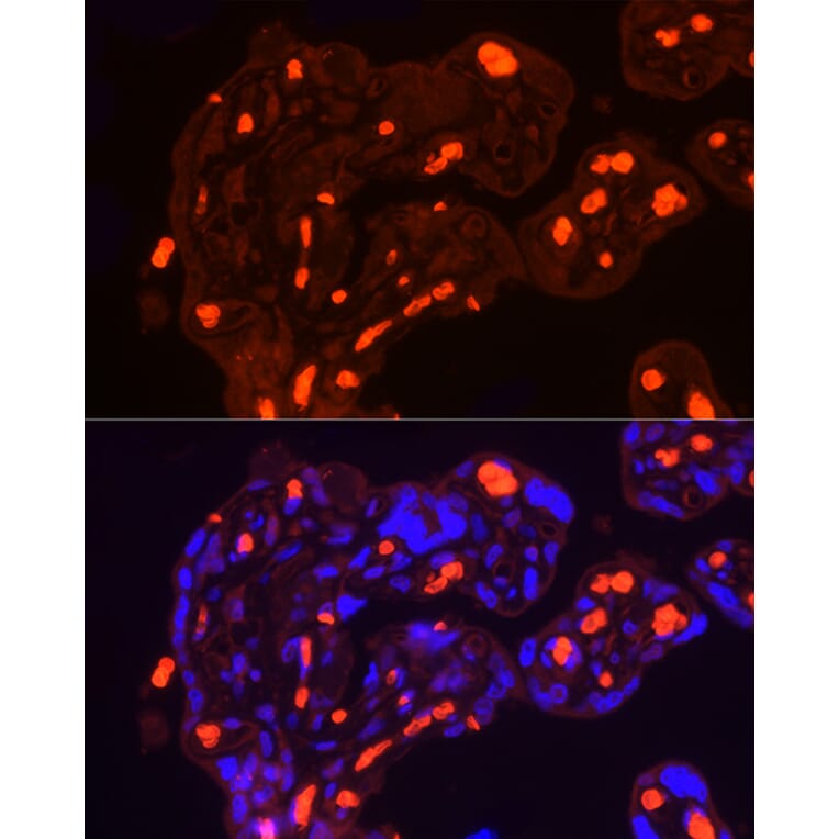 Immunofluorescence - Anti-Band 3/AE 1 Antibody (A92727) - Antibodies.com