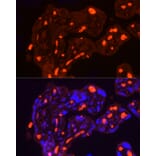 Immunofluorescence - Anti-Band 3/AE 1 Antibody (A92727) - Antibodies.com