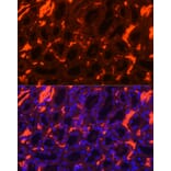 Immunofluorescence - Anti-Band 3/AE 1 Antibody (A92727) - Antibodies.com