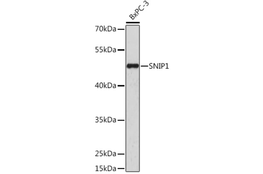 Western Blot - Anti-SNIP1 Antibody (A92729) - Antibodies.com