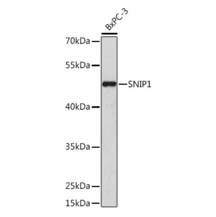 Western Blot - Anti-SNIP1 Antibody (A92729) - Antibodies.com