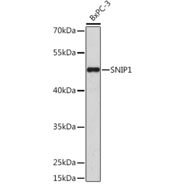 Western Blot - Anti-SNIP1 Antibody (A92729) - Antibodies.com