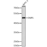 Western Blot - Anti-SNIP1 Antibody (A92729) - Antibodies.com