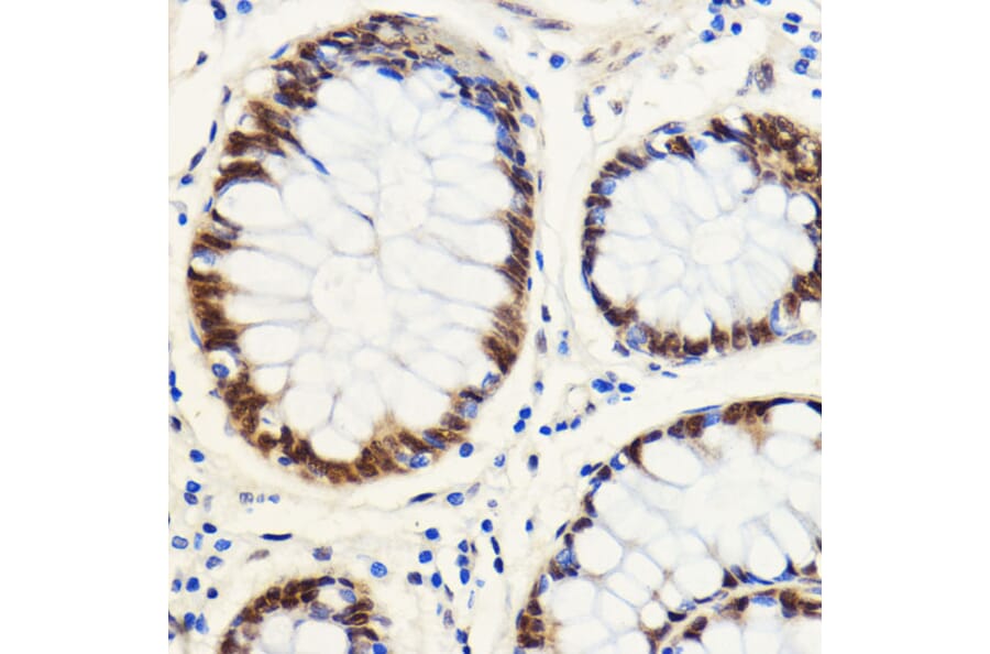 Immunohistochemistry - Anti-SNIP1 Antibody (A92729) - Antibodies.com