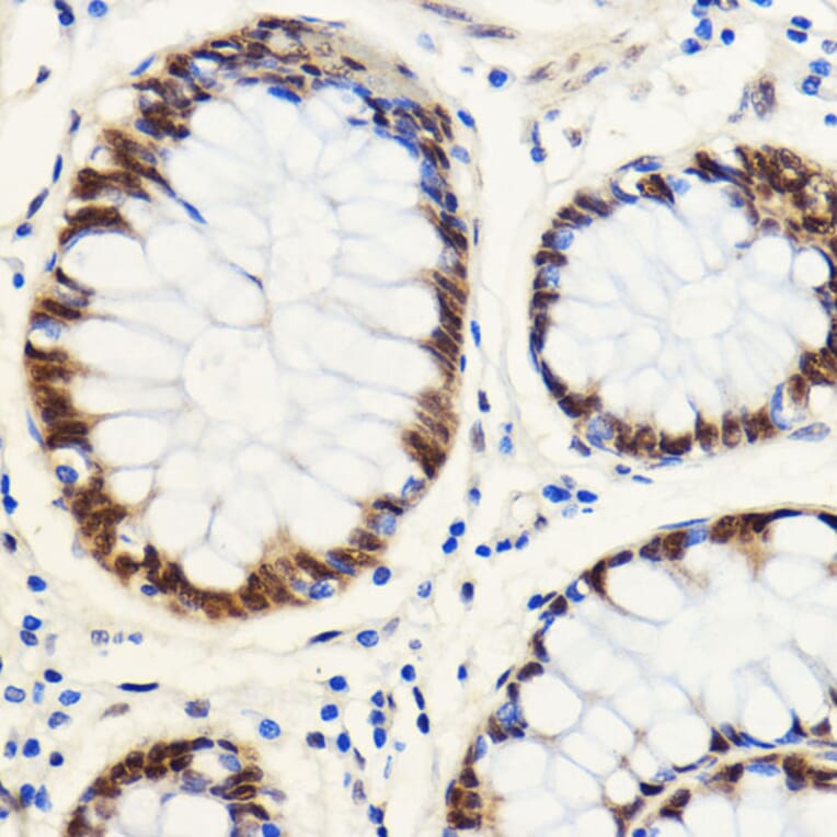 Immunohistochemistry - Anti-SNIP1 Antibody (A92729) - Antibodies.com