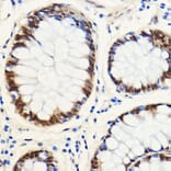 Immunohistochemistry - Anti-SNIP1 Antibody (A92729) - Antibodies.com