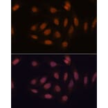 Immunofluorescence - Anti-SNIP1 Antibody (A92729) - Antibodies.com