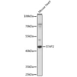 Western Blot - Anti-STAP2 Antibody (A92735) - Antibodies.com