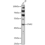 Western Blot - Anti-STAP2 Antibody (A92735) - Antibodies.com