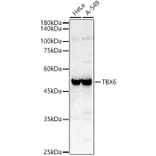 Western Blot - Anti-Tbx6 Antibody (A92741) - Antibodies.com