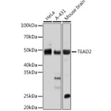 Western Blot - Anti-TEA domain family member 2 / ETF Antibody (A92742) - Antibodies.com