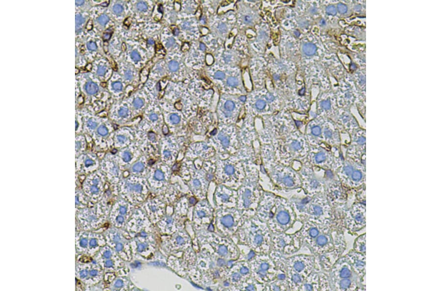 Immunohistochemistry - Anti-TGFA Antibody (A12522) - Antibodies.com