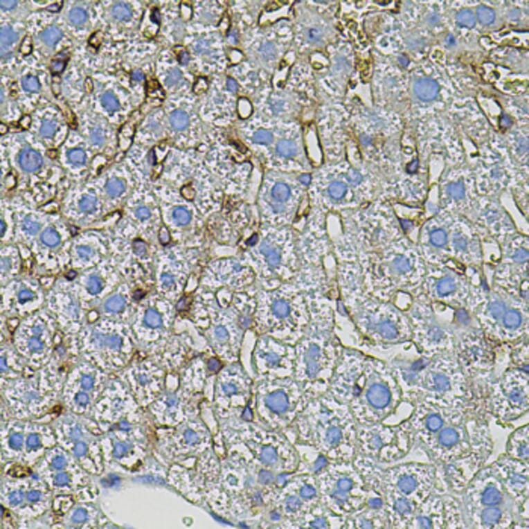 Immunohistochemistry - Anti-TGFA Antibody (A12522) - Antibodies.com