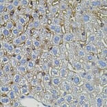 Immunohistochemistry - Anti-TGFA Antibody (A12522) - Antibodies.com