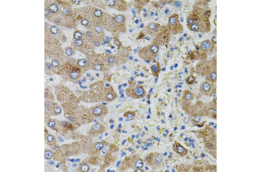 Immunohistochemistry - Anti-TGFA Antibody (A12522) - Antibodies.com