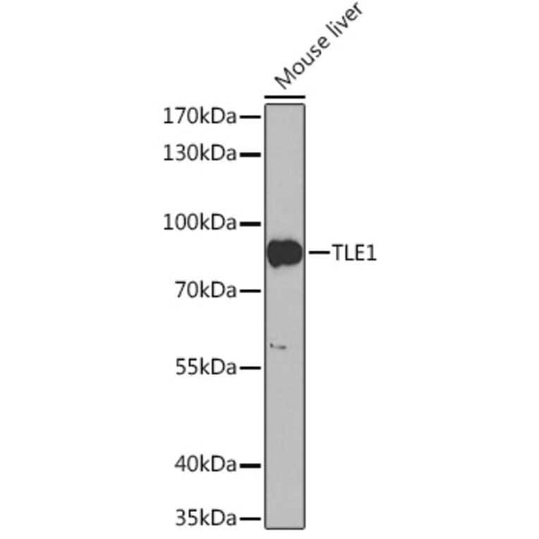 Western Blot - Anti-TLE 1 Antibody (A92745) - Antibodies.com
