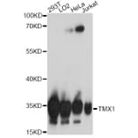 Western Blot - Anti-TXNDC/TMX Antibody (A92746) - Antibodies.com