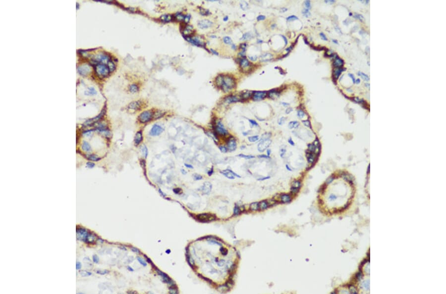 Immunohistochemistry - Anti-RANKL Antibody (A92747) - Antibodies.com