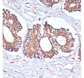 Immunohistochemistry - Anti-UBE2O Antibody (A92752) - Antibodies.com
