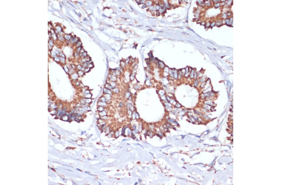 Immunohistochemistry - Anti-UBE2O Antibody (A92752) - Antibodies.com