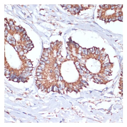 Immunohistochemistry - Anti-UBE2O Antibody (A92752) - Antibodies.com