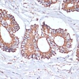 Immunohistochemistry - Anti-UBE2O Antibody (A92752) - Antibodies.com