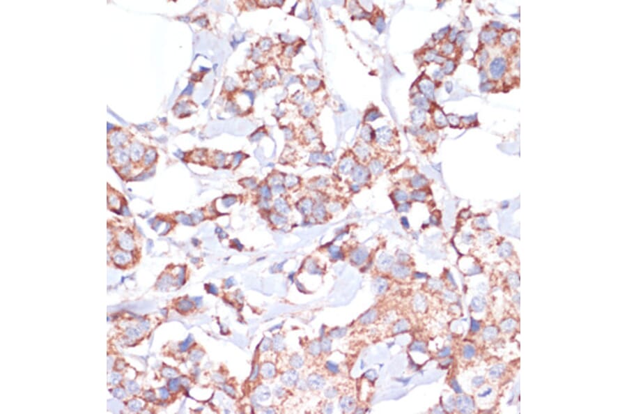 Immunohistochemistry - Anti-UBE2O Antibody (A92752) - Antibodies.com