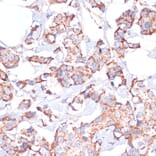 Immunohistochemistry - Anti-UBE2O Antibody (A92752) - Antibodies.com