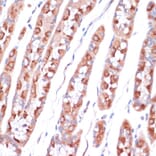 Immunohistochemistry - Anti-UBE2O Antibody (A92752) - Antibodies.com