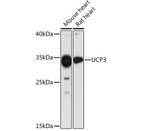 Western Blot - Anti-UCP3 Antibody (A92753) - Antibodies.com
