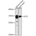 Western Blot - Anti-UCP3 Antibody (A92753) - Antibodies.com