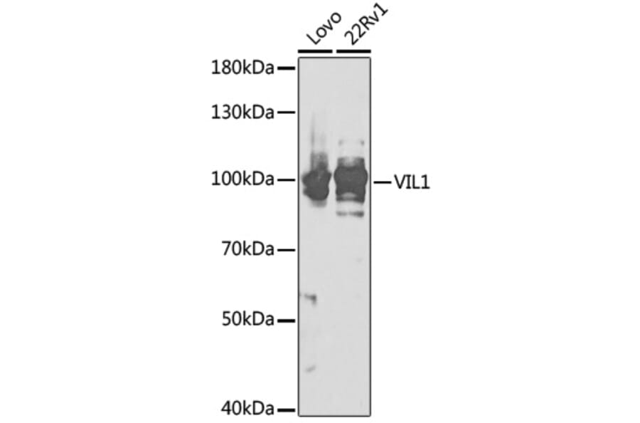 Western Blot - Anti-VIL1 Antibody (A17002) - Antibodies.com