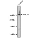 Western Blot - Anti-VPS13A Antibody (A92756) - Antibodies.com