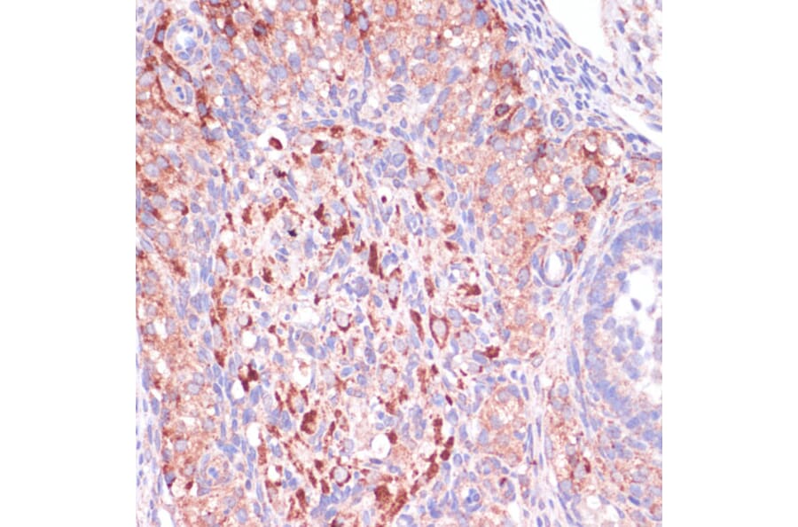 Immunohistochemistry - Anti-Wnt10b Antibody (A92759) - Antibodies.com