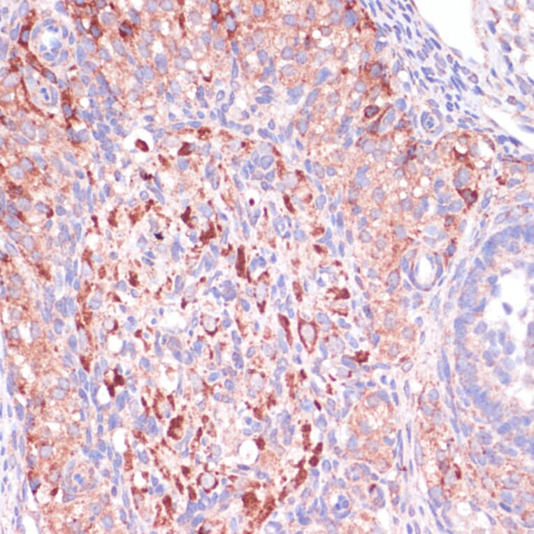 Immunohistochemistry - Anti-Wnt10b Antibody (A92759) - Antibodies.com