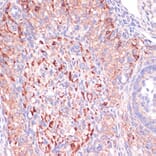Immunohistochemistry - Anti-Wnt10b Antibody (A92759) - Antibodies.com