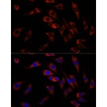Immunofluorescence - Anti-Wnt10b Antibody (A92759) - Antibodies.com