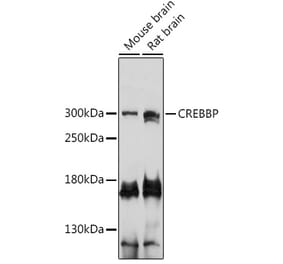 Western Blot - Anti-CREBBP Antibody (A92766) - Antibodies.com