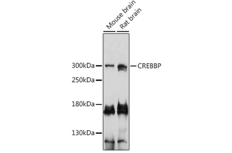 Western Blot - Anti-CREBBP Antibody (A92766) - Antibodies.com