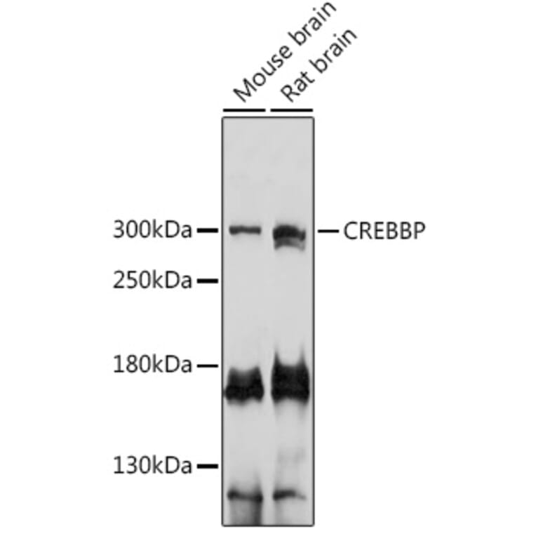 Western Blot - Anti-CREBBP Antibody (A92766) - Antibodies.com