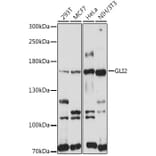 Western Blot - Anti-GLI2 Antibody (A16864) - Antibodies.com