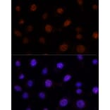 Immunofluorescence - Anti-GLI2 Antibody (A16864) - Antibodies.com