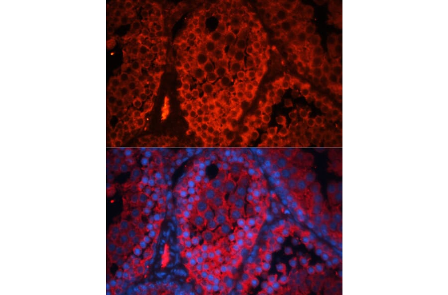 Immunofluorescence - Anti-Kctd19 Antibody (A92770) - Antibodies.com