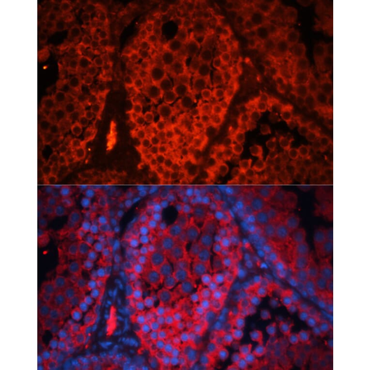 Immunofluorescence - Anti-Kctd19 Antibody (A92770) - Antibodies.com